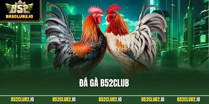 Đá Gà B52CLUB – Trực Tiếp Trường Gà Thomo, Cựa Sắt Ăn 1:1.95